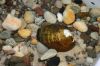 Freshwater mussel.jpg